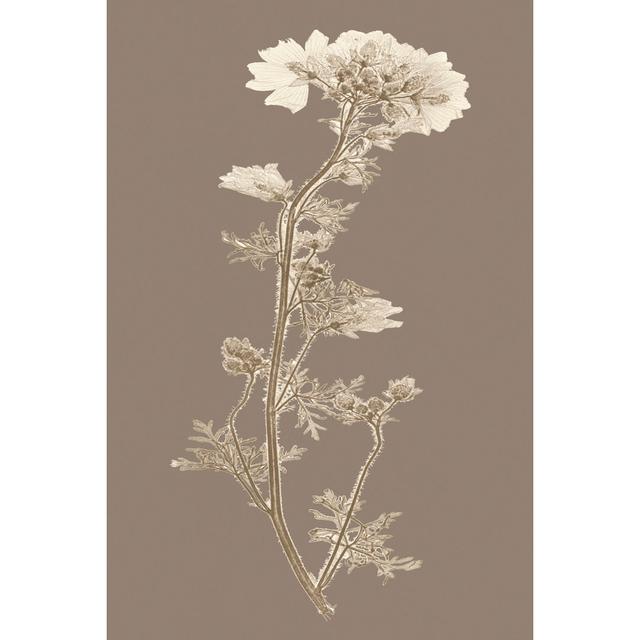 Taupe Nature Study I by Vision Studio - Wrapped Canvas Art Prints Marlow Home Co. Size: 46cm H x 30cm W on Productcaster.