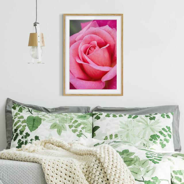 Pink Rose Flower in Front of Green - Picture Frame Photograph Rosdorf Park Frame Option: Grey Framed, Size: 40cm H x 30cm W x 2cm D on Productcaster.