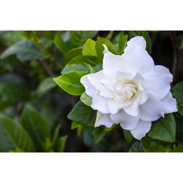 Fiskdale Fiskdale Gardenia Jasminoides by Suefhf - Wrapped Canvas Photograph Latitude Run Size: 81cm H x 122cm W x 3.8cm D on Productcaster.