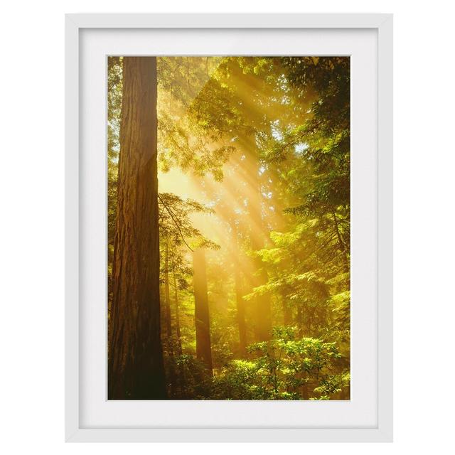 Morning Gold Framed Photographic Art Print East Urban Home Frame Options: Matt white, Size: 100 cm H x 70 cm W on Productcaster.