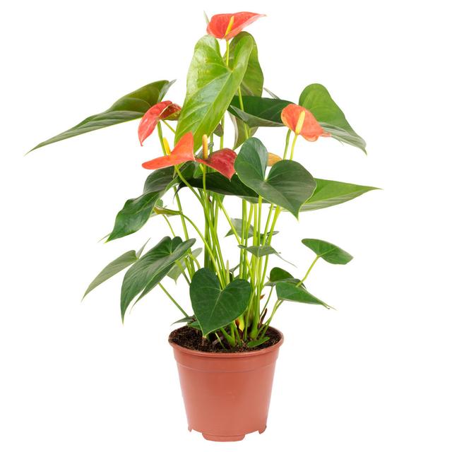 Large flamingo flower 6-8 orange - Anthurium andreanum The Seasonal Aisle on Productcaster.