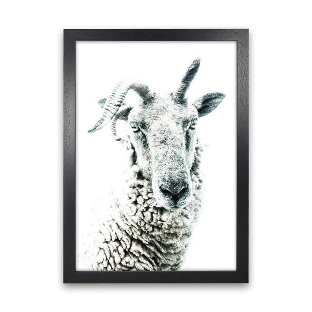 Sheep by Victoria Frost - Photograph Print Union Rustic Format: Black Framed, Size: 46cm H x 34cm W x 3cm D on Productcaster.