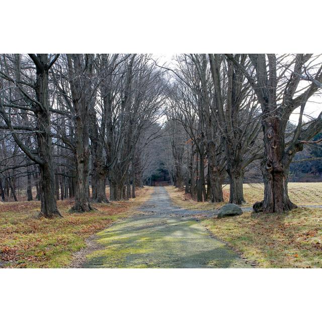 Tree Alley by Gmcoop - No Frame Art Prints on Canvas 17 Stories Size: 61cm H x 91cm W on Productcaster.