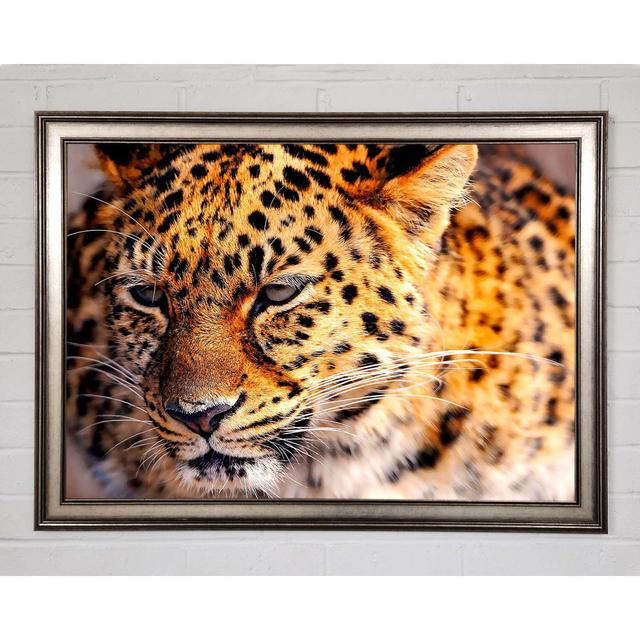 Leopard Close Up Framed Print Brayden Studio Size: 84.1cm H x 118.9cm W on Productcaster.