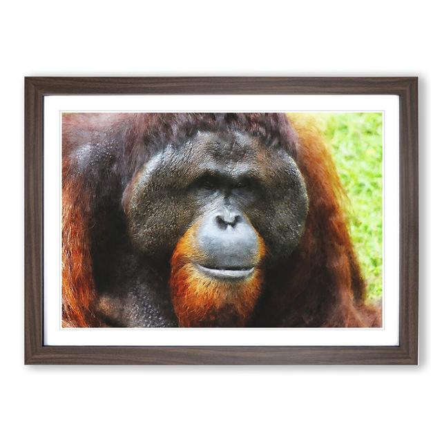 Orangutan Monkey Vol.1 - Picture Frame Painting East Urban Home Frame Option: Walnut Framed, Size: 48cm H x 65cm W x 2cm D on Productcaster.