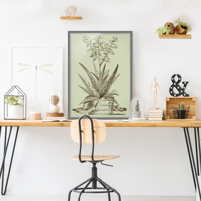 Vintage Aloe Vera Costa Spinosa - Picture Frame Graphic Art Brambly Cottage Frame Option: Grey Framed, Size: 55cm H x 40cm W x 2cm D on Productcaster.