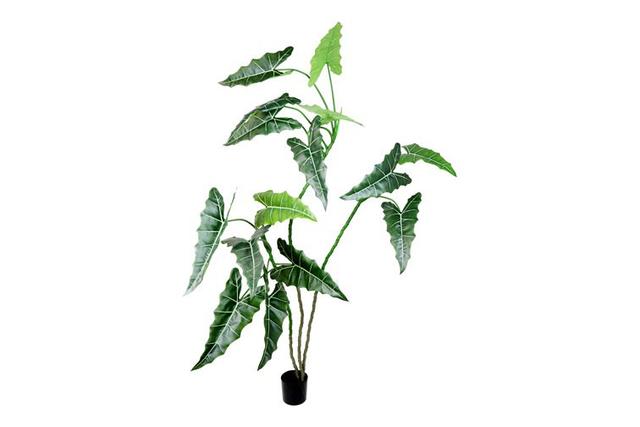 Alocasia Plant The Seasonal Aisle Set Size: 39, Size: 270cm H x 220cm W x 220cm D on Productcaster.