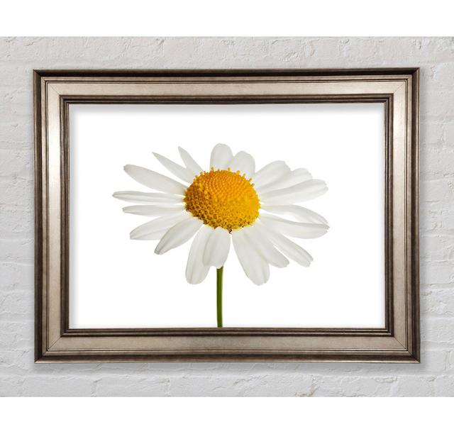 White Daisy Stem - Print Brayden Studio Size: 29.7cm H x 42cm W x 8cm D, Format: Antique Silver Framed Paper on Productcaster.