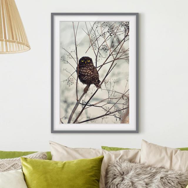 Owl in Winter - Picture Frame Photograph Union Rustic Size: 55cm H x 40cm W x 2cm D, Frame Option: Grey Framed on Productcaster.