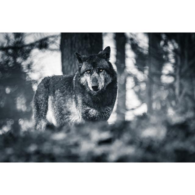 Plaistow Wolf Looking At Camera by Barbara Cerovsek - Wrapped Canvas Print 17 Stories Size: 51cm H x 76cm W x 3.8cm D on Productcaster.