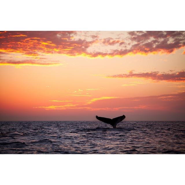 Tail Fin From Diving Humpback Whale At Sunset by Clumpner - No Frame Art Prints on Canvas House of Hampton Size: 60cm H x 90cm W on Productcaster.