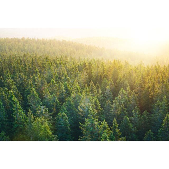 Spacious Pine Forest At Sunrise by Borchee - Wrapped Canvas Print Latitude Run Size: 81cm H x 122cm W x 3.8cm D on Productcaster.