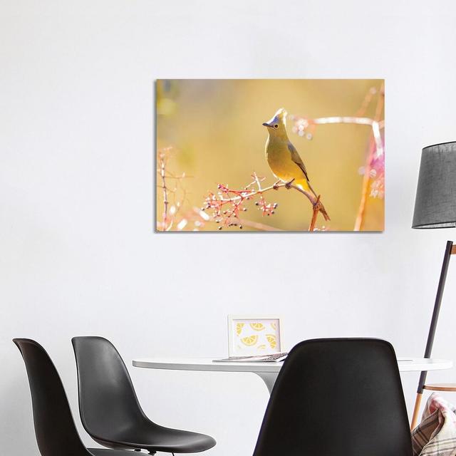 Central America, Costa Rica. Female Long-tailed Silky-flycatcher. by Jaynes Gallery - Wrapped Canvas Gallery-Wrapped Canvas Giclée Latitude Run Size: on Productcaster.