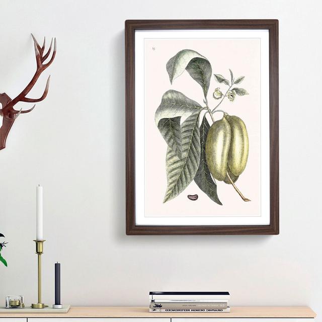 Pawpaw Fruit by Mark Catesby - Picture Frame Painting Print East Urban Home Size: 65cm H x 48cm W x 2cm D, Frame Option: Walnut Framed on Productcaster.