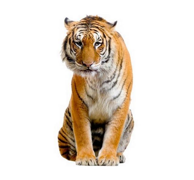 Sitting Tiger Wall Sticker East Urban Home Size: 178cm H x 90cm W on Productcaster.