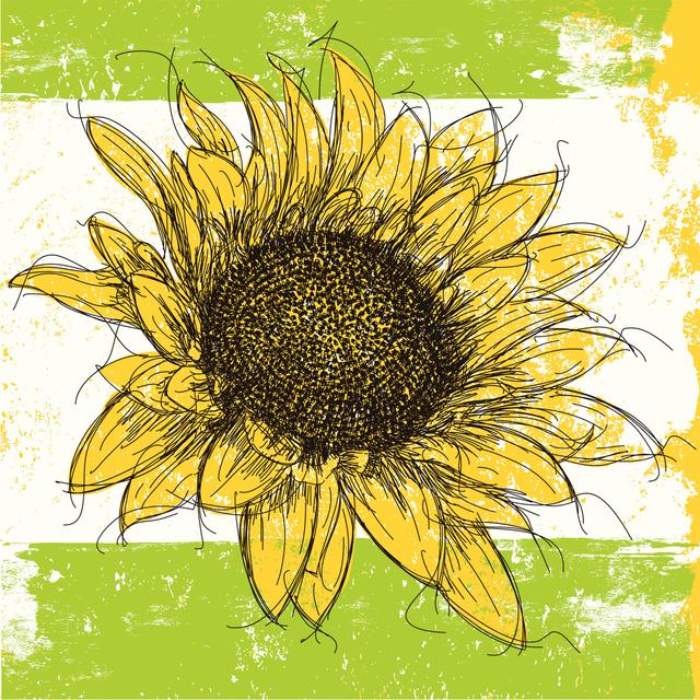 Sketchy Sunflower Background von Retrorocket - Kunstdrucke auf Leinwand ohne Rahmen Brambly Cottage Größe: 40 cm H x 40 cm B on Productcaster.