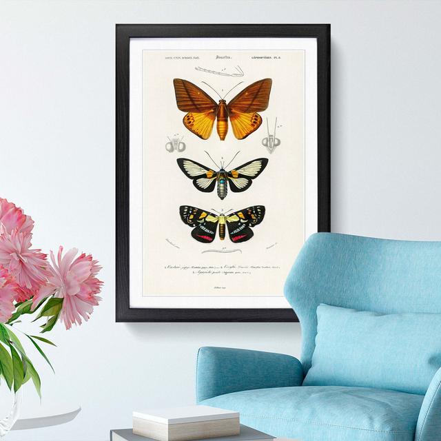 Moth Illustrations PL.8 by Charles d' Orbigny - Picture Frame Graphic Art Print East Urban Home Frame Option: Black Framed, Size: 48cm H x 36cm W x 2c on Productcaster.