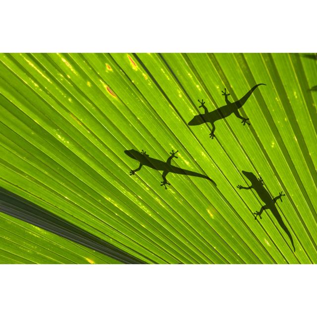 Geckos - Wrapped Canvas Art Prints 17 Stories Size: 20cm H x 30cm W x 3.8cm D on Productcaster.