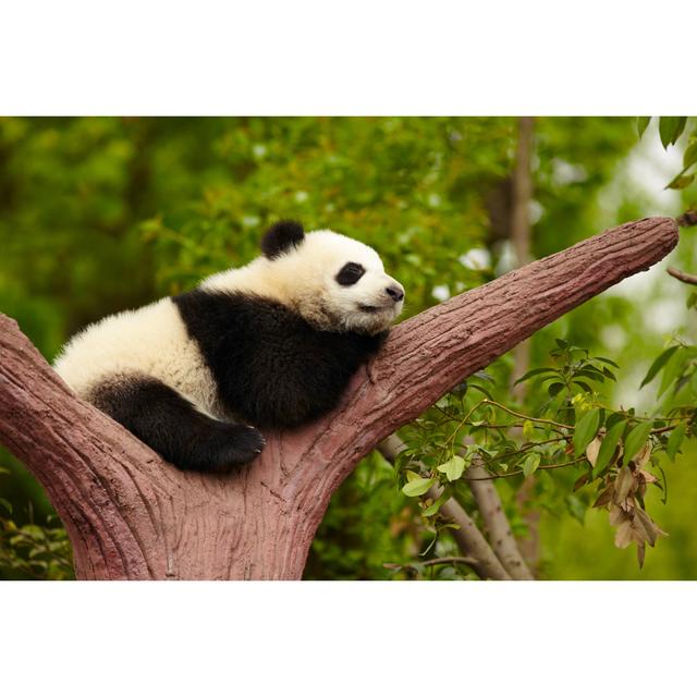 Sleeping Giant Panda Baby 17 Stories Size: 81cm H x 122cm W on Productcaster.