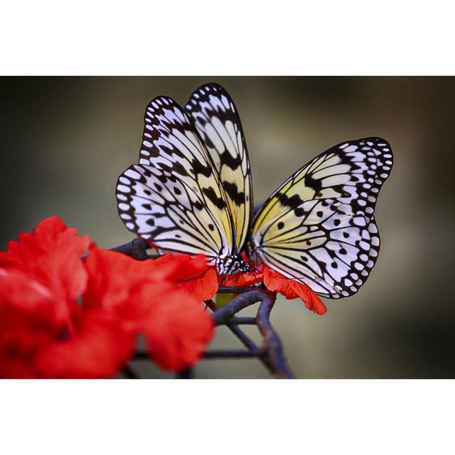 Lamorteau Butterfly by Almuhammady - Wrapped Canvas Photograph Latitude Run Size: 81cm H x 122cm W x 3.8cm D on Productcaster.