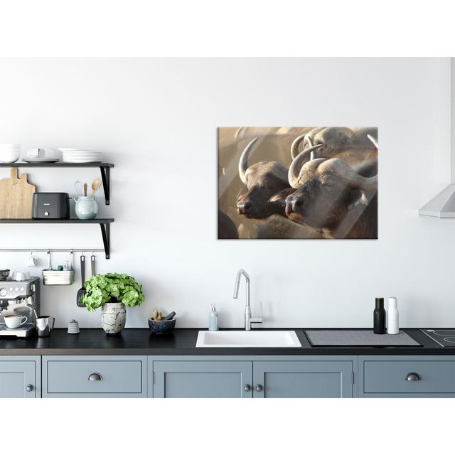 Two Cosy Water Buffalo - Unframed Photograph on Glass Gracie Oaks Size: 60cm H x 80cm W x 0.4cm D on Productcaster.