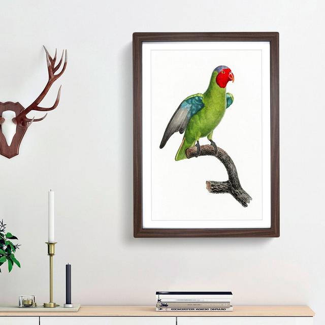 A Red-Cheeked Parrot by F. Levaillant - Picture Frame Painting Print on Paper East Urban Home Frame Option: Walnut Framed, Size: 33cm H x 24cm W x 2cm on Productcaster.