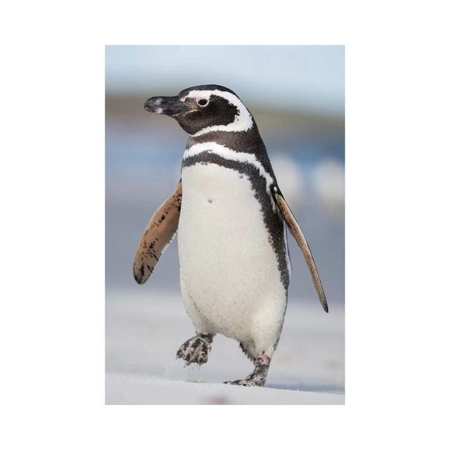 Magellanic Penguin, Falkland Islands. by Martin Zwick - Wrapped Canvas Photograph House of Hampton Size: 45.72cm H x 30.48cm W x 1.905cm D on Productcaster.