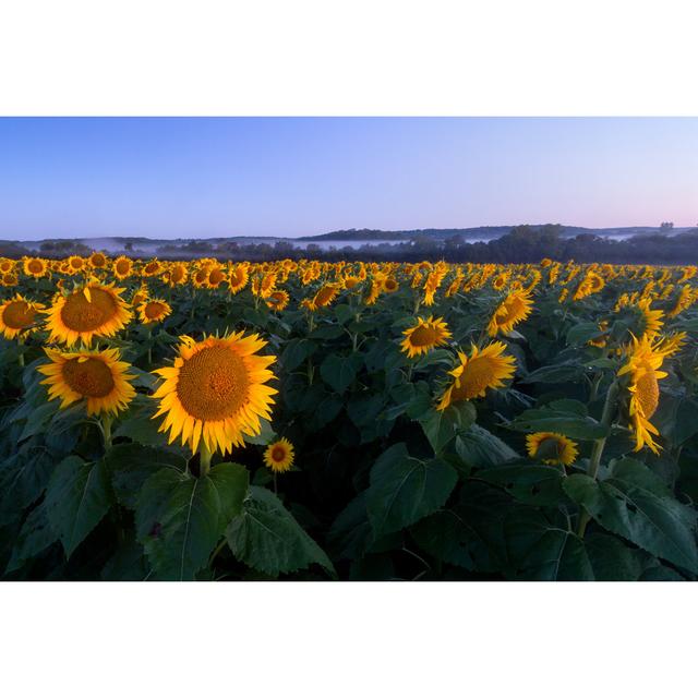 Ephemerine Twilight Sunflowers - Wrapped Canvas Photograph Brambly Cottage Size: 51cm H x 76cm W x 3.8cm D on Productcaster.