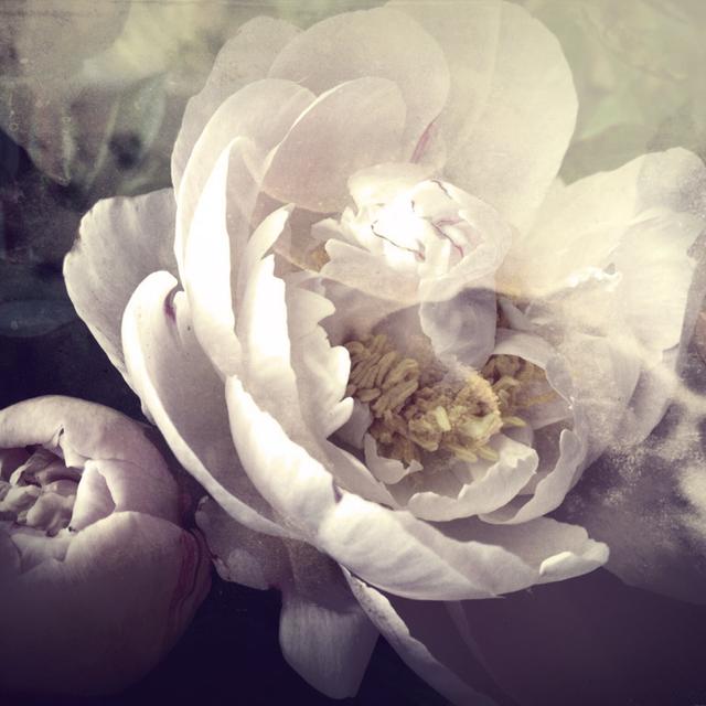 Pale Winter Peony - Wrapped Canvas Photograph Canora Grey Size: 76cm H x 76cm W x 3.8cm D on Productcaster.