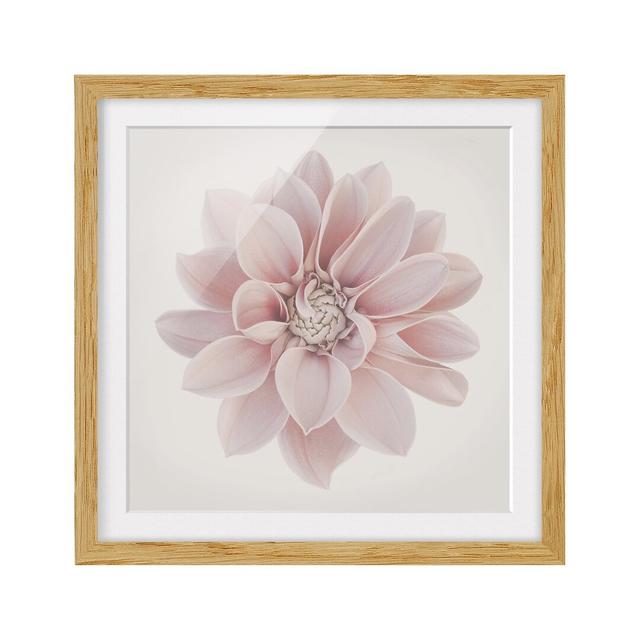 Dahlia Flower Pastel White Pink - Picture Frame Graphic Art Ebern Designs Size: 50cm H x 50cm W x 2cm D, Frame Option: Brown Framed on Productcaster.