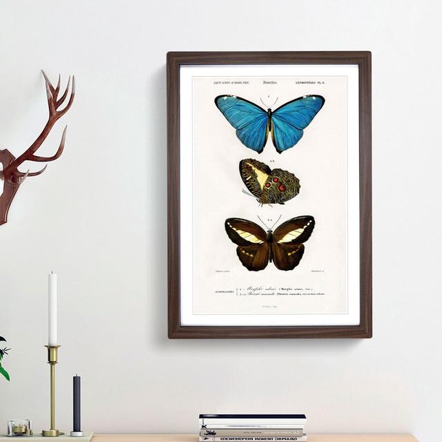 Butterfly Illustrations PL. 6 by Charles d' Orbigny - Picture Frame Graphic Art Print East Urban Home Size: 65cm H x 48cm W x 2cm D, Frame Option: Wal on Productcaster.