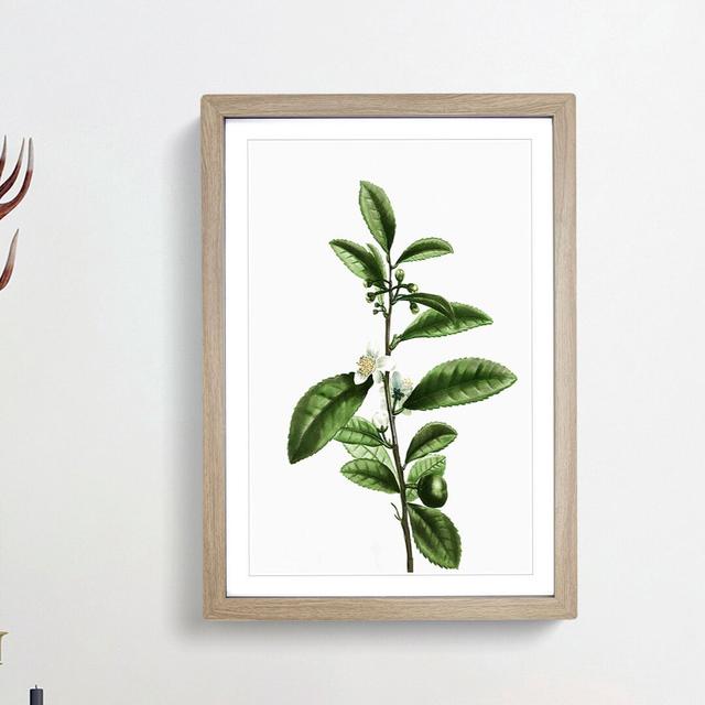 Tea Flowers by Pierre-Joseph Redoute - Picture Frame Art Print East Urban Home Frame Option: Oak Framed, Size: 36cm H x 27cm W x 2cm D on Productcaster.