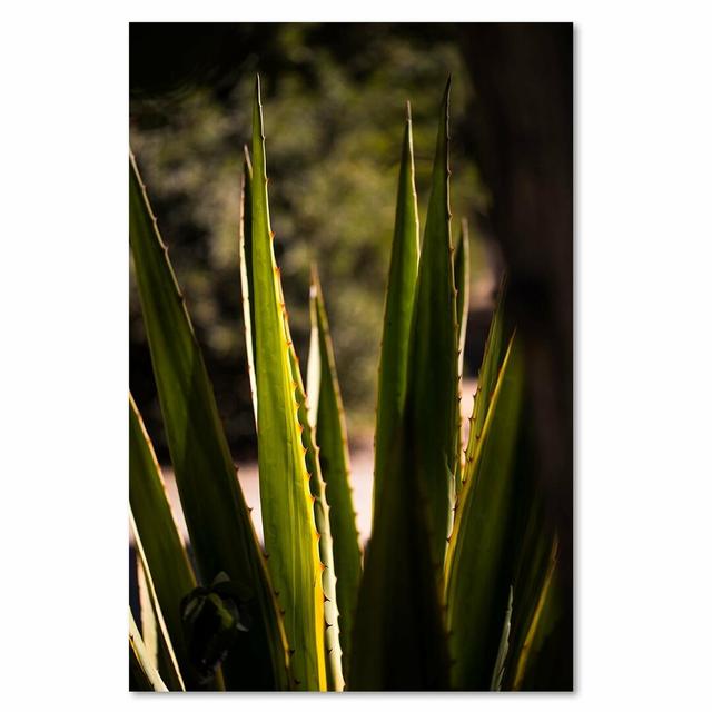 'Prickly Leaves' - Wrapped Canvas Photograph Print 17 Stories Size: 120cm H x 80cm W on Productcaster.