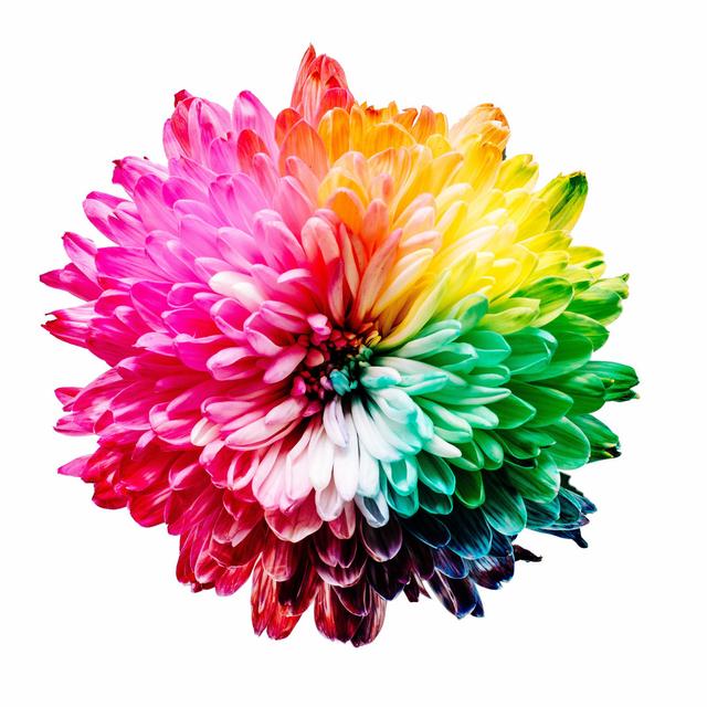 Rainbow Flower - Wrapped Canvas Graphic Art ClassicLiving Size: 122cm H x 122cm W x 3.8cm D on Productcaster.