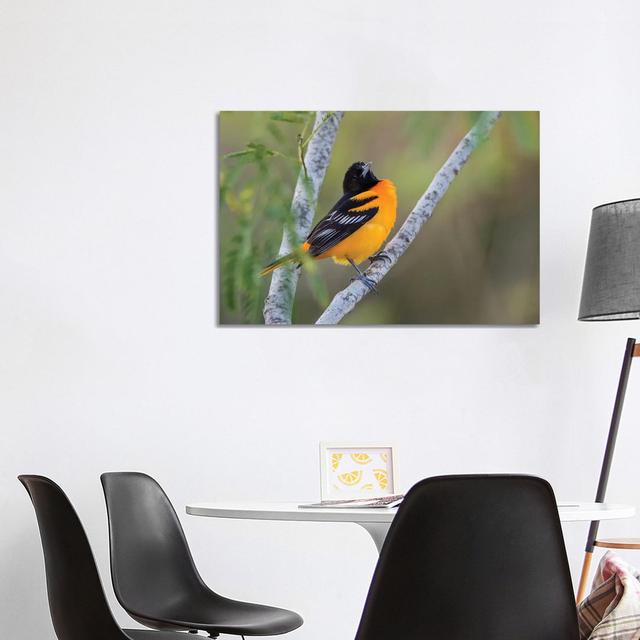 Baltimore Orioles by Larry Ditto - Wrapped Canvas Photograph Latitude Run Size: 66.04cm H x 101.6cm W x 3.81cm D on Productcaster.