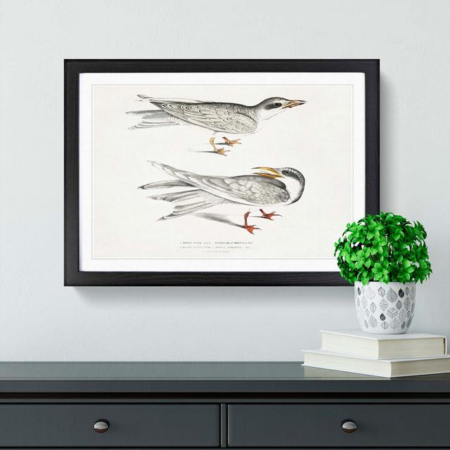 Illustration of Tern Birds by John Edward Gray - Picture Frame Painting Print East Urban Home Frame Option: Black Framed, Size: 48cm H x 65cm W x 2cm on Productcaster.