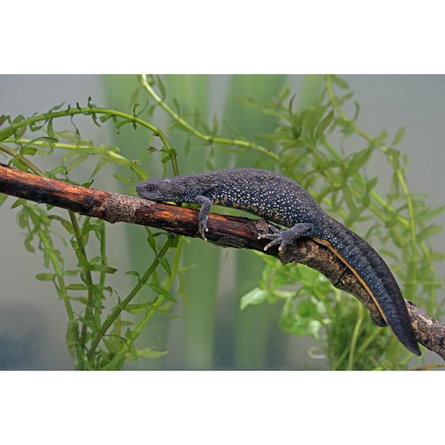 Great-Crested Newt - Wrapped Canvas Photograph 17 Stories Size: 30cm H x 46cm W on Productcaster.