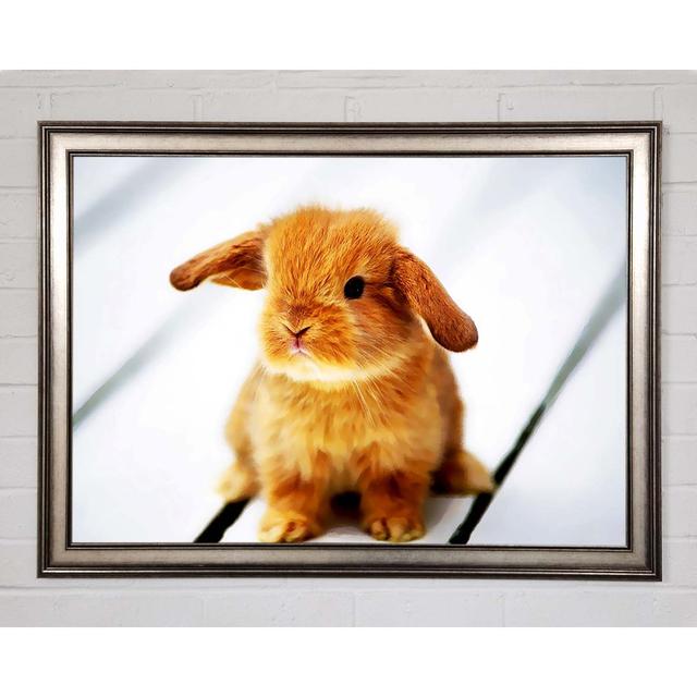 Bunny Rabbit Ears Framed Print Brayden Studio Size: 84.1cm H x 118.9cm W on Productcaster.