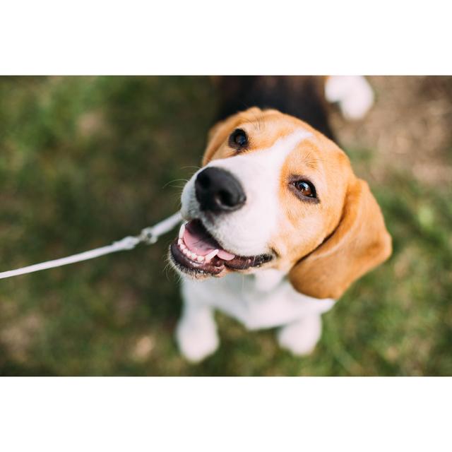 Beautiful Tricolour Puppy of English Beagle Sitting on Green Grass by Bruev - Wrapped Canvas Photograph Ebern Designs Size: 81.28cm H x 121.92cm W on Productcaster.