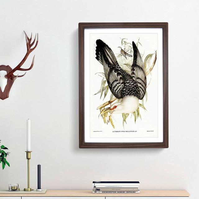 Channel Bill Cuckoo by Elizabeth Gould - Picture Frame Graphic Art Print East Urban Home Frame Option: Walnut Framed, Size: 36cm H x 27cm W x 2cm D on Productcaster.