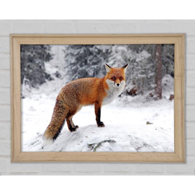 Snow Fox - Print Union Rustic Size: 84.1cm H x 118.9cm W x 1.5cm D on Productcaster.