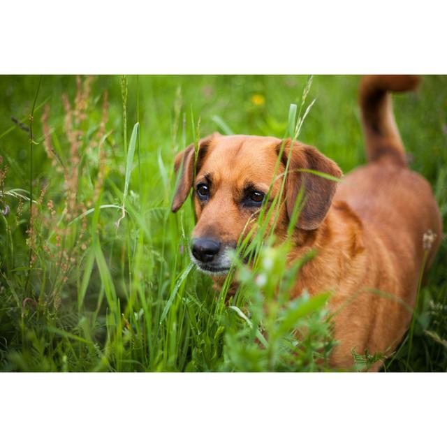 Dog by Dkolsek - Wrapped Canvas Photograph 17 Stories Size: 30cm H x 46cm W on Productcaster.