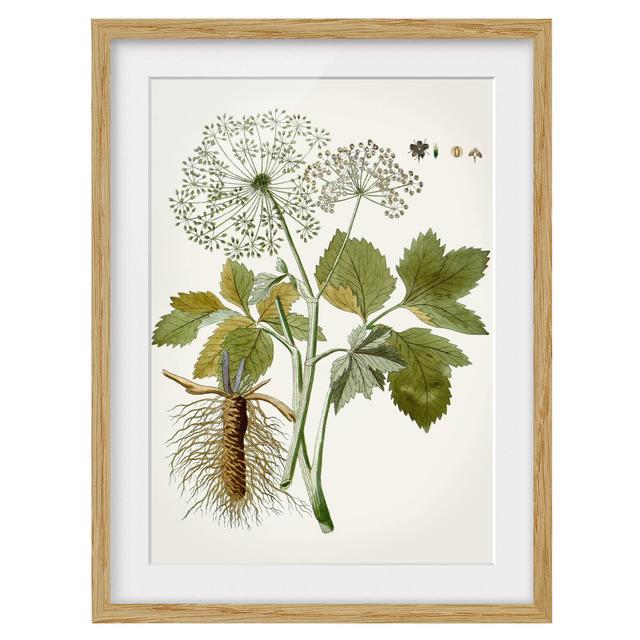 Wild Herbs Schautfalel IV - Picture Frame Graphic Art August Grove Frame Option: Brown, Size: 55cm H x 40cm W x 2cm D on Productcaster.