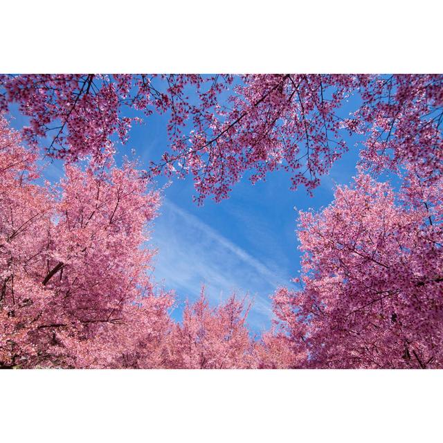 Cherry Blossom Trees by Jaysonphotography - Wrapped Canvas Photograph Latitude Run Size: 30cm H x 46cm W on Productcaster.