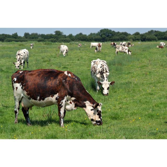 A Picture Of A Field Of Cows Eating Grass by Jakezc - Wrapped Canvas Print August Grove Size: 50.8cm H x 76.2cm W on Productcaster.