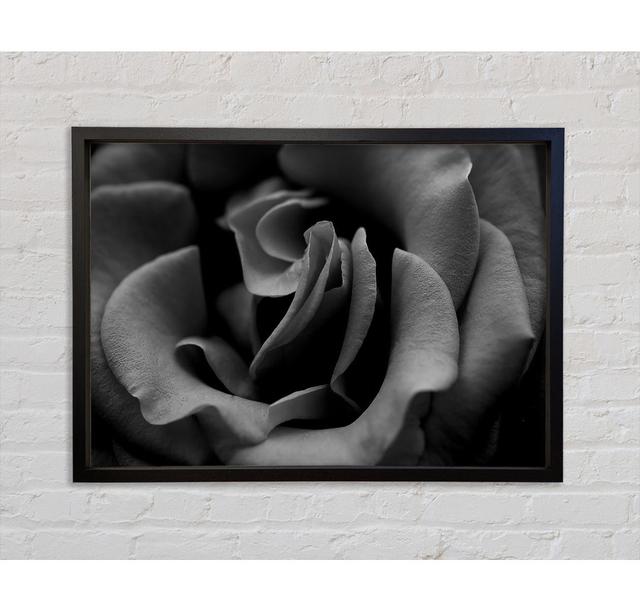 Rose B N W - Einzelner Bilderrahmen Kunstdrucke auf Leinwand Bright Star Größe: 84,1 cm H x 118,9 cm B x 3,3 cm T on Productcaster.