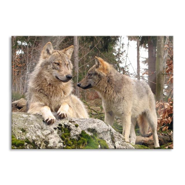 Wolves in Forest - Unframed Photograph on Glass Union Rustic Size: 70cm H x 100cm W x 0.4cm D on Productcaster.