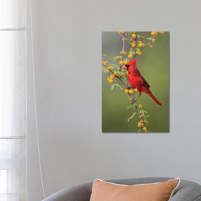 Northern Cardinal Perched. by Larry Ditto - Wrapped Canvas Photograph Latitude Run Size: 66.04cm H x 45.72cm W x 3.81cm D on Productcaster.