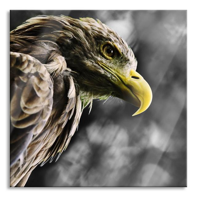 Mighty Eagle Close-up - No Frame Print on Glass Union Rustic Size: 80cm H x 80cm W x 0.4cm D on Productcaster.