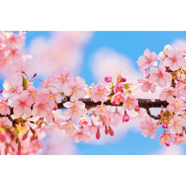 Pink Cherry Blossoms by Ooyoo - Wrapped Canvas Art Prints ClassicLiving Size: 61cm H x 91cm W on Productcaster.